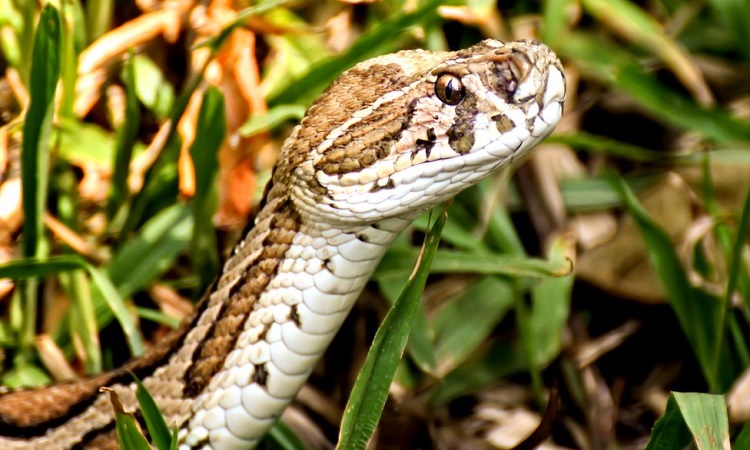 যে ২৭ জেলায় ছড়িয়েছে রাসেলস ভাইপার